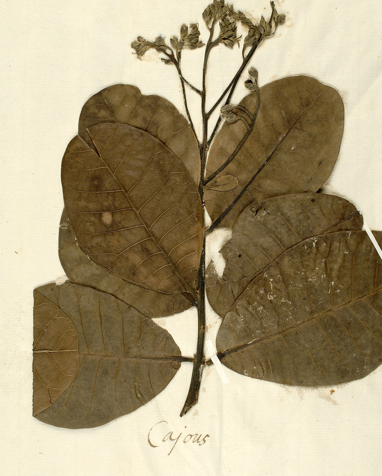 Herbarium IX