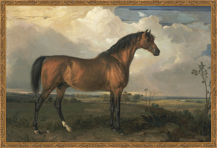 Stallion OAShop 2