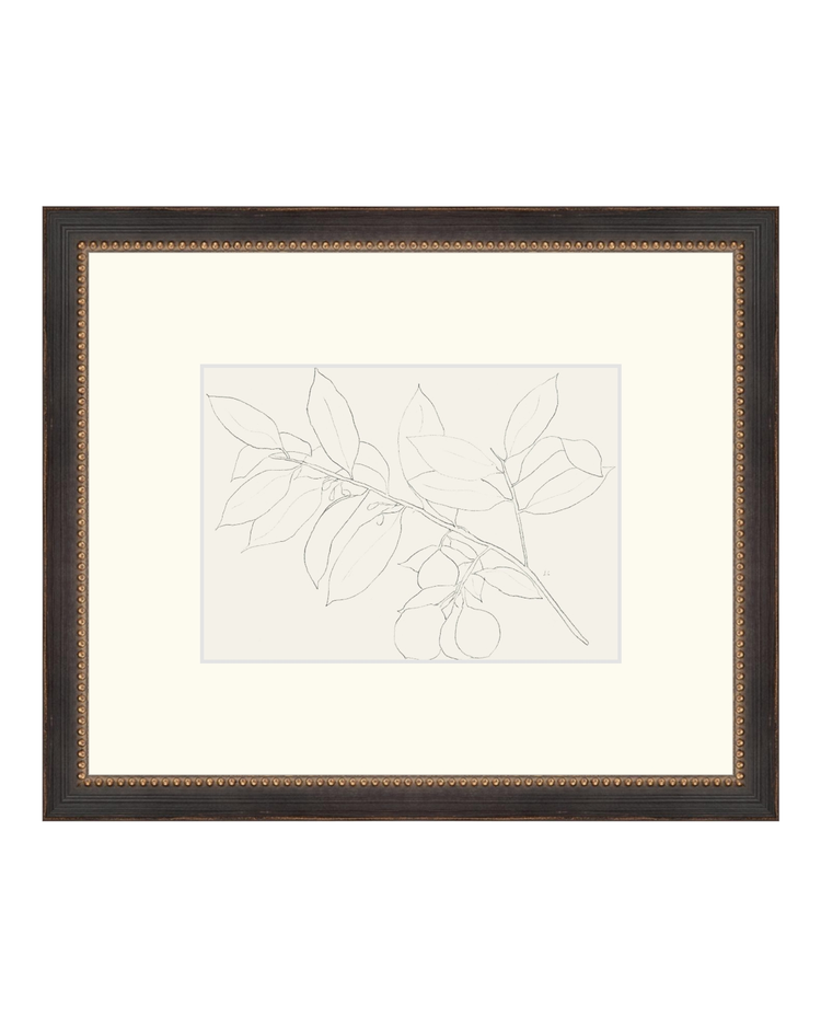 Lemon Branch Drawing