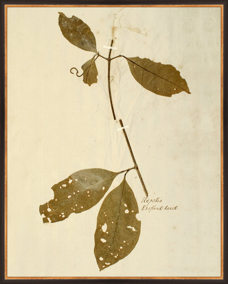 Framed Herbarium IV. Frame: Traditional Black and Gold. Paper: Rag Paper. Art Size: 29x23. Final Size: 30'' X 24''