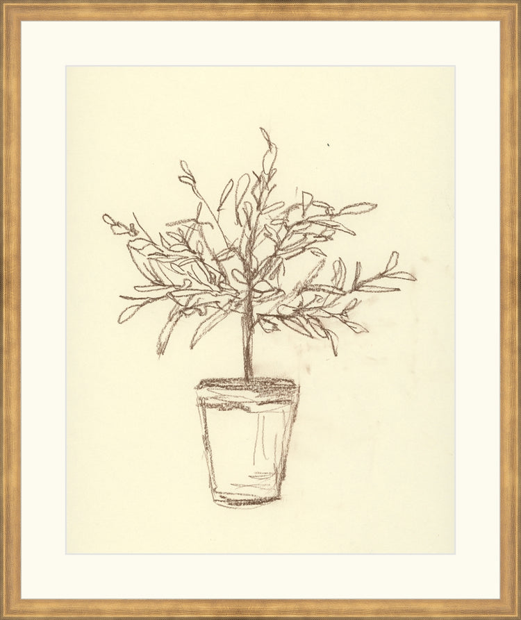 Olive Tree Sketch OAShop 2