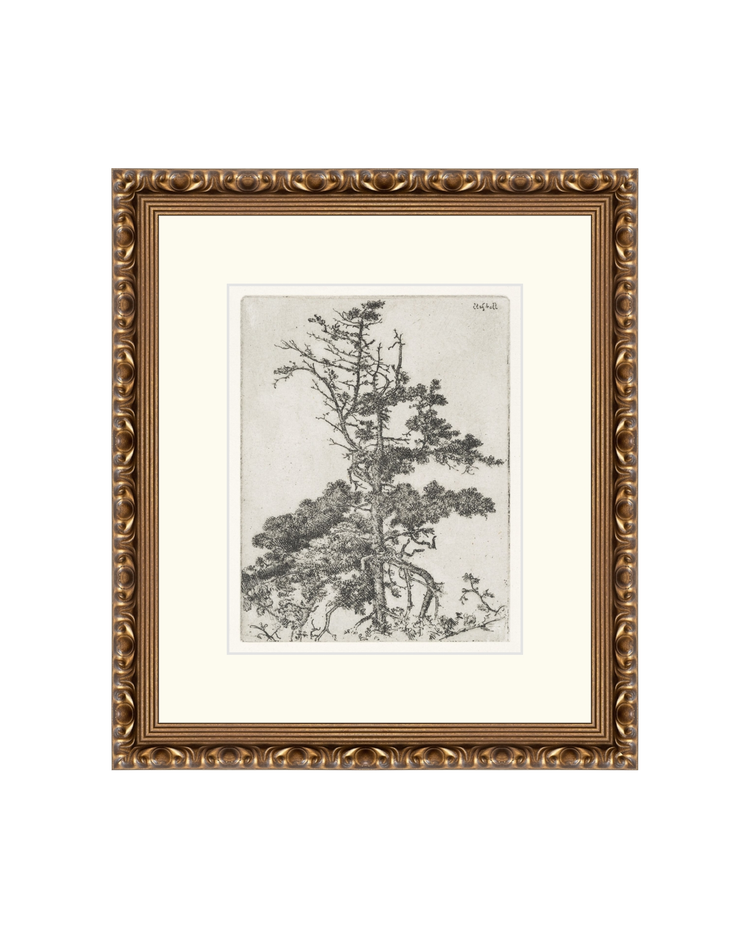 Pine Etchings 2