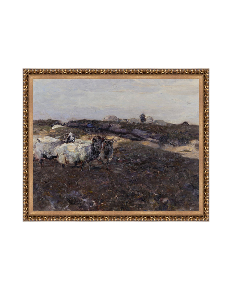 Sheep Flock