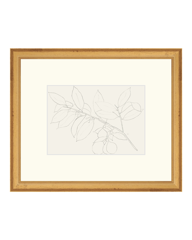 Lemon Branch Drawing