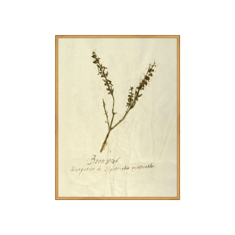 Herbarium VII AIShop