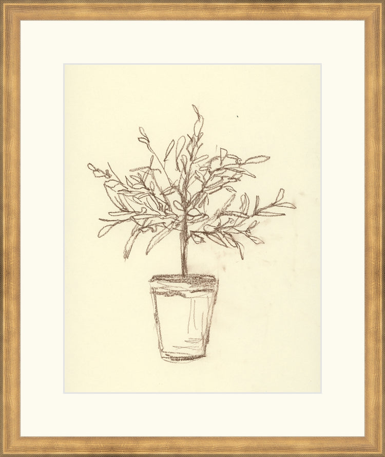 Olive Tree Sketch OAShop 2