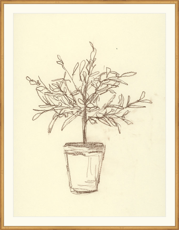 Olive Tree Sketch OAShop 2
