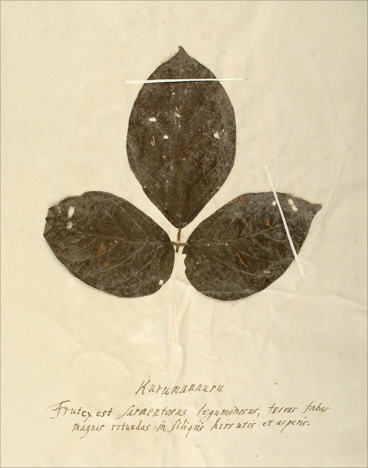 Framed Herbarium VI. Frame: No Frame. Paper: Rag Paper. Art Size: 14x11. Final Size: 14'' X 11''