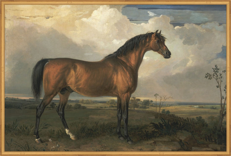 Stallion OAShop 2