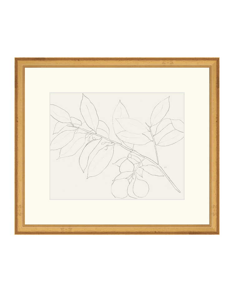 Lemon Branch Drawing
