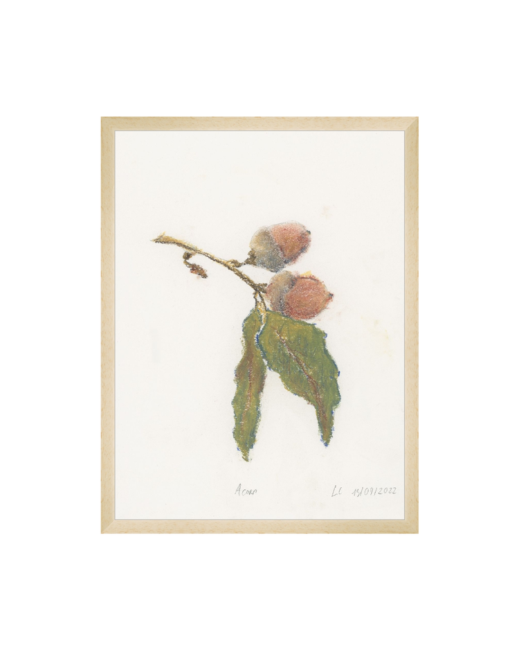 Acorn