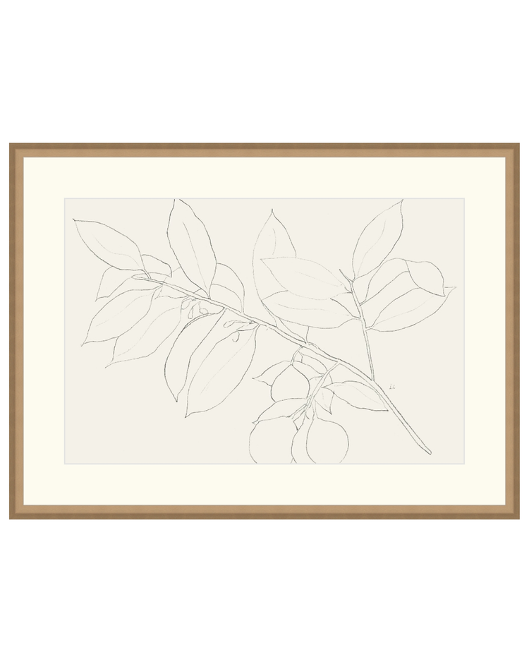 Lemon Branch Drawing