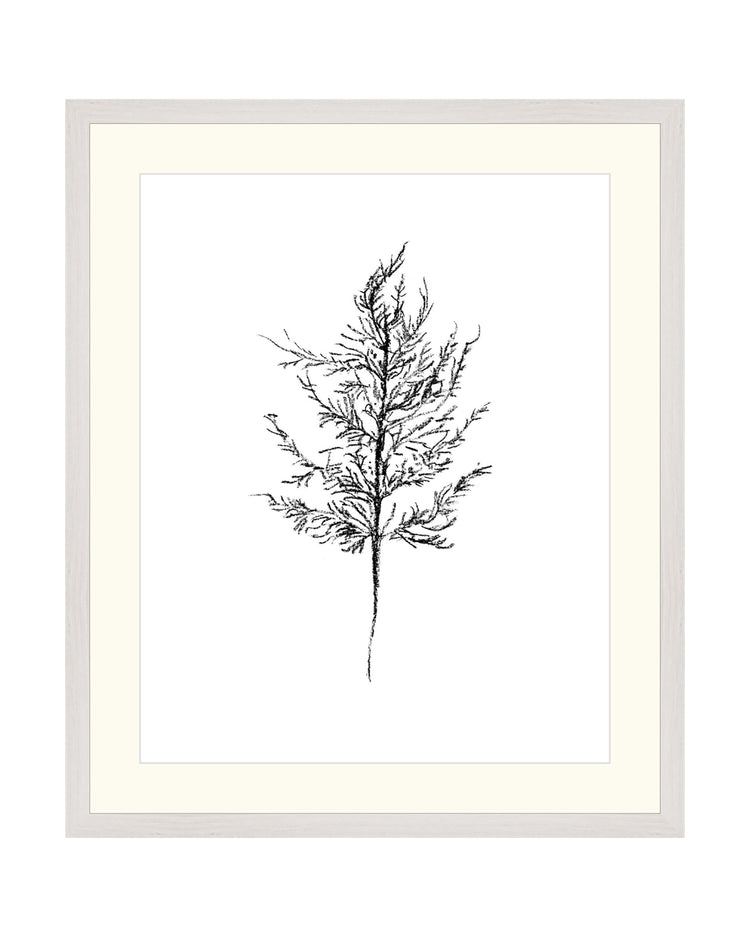 Berry Stem