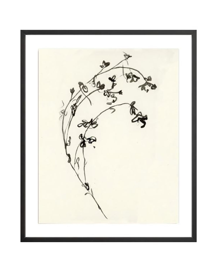 Botanical Ink Study I
