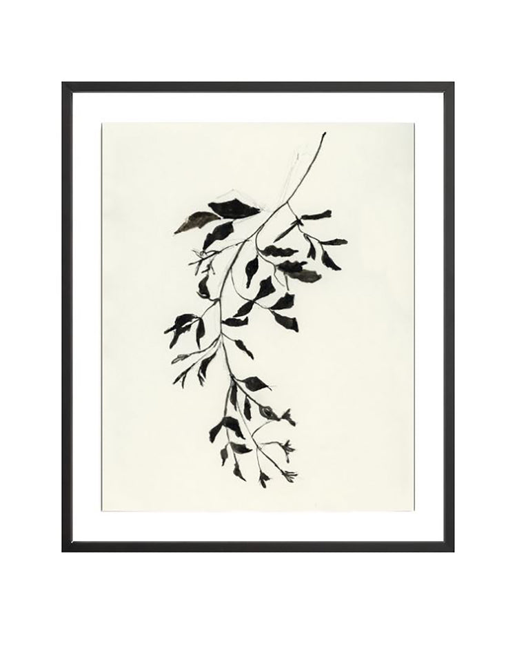 Botanical Ink Study II