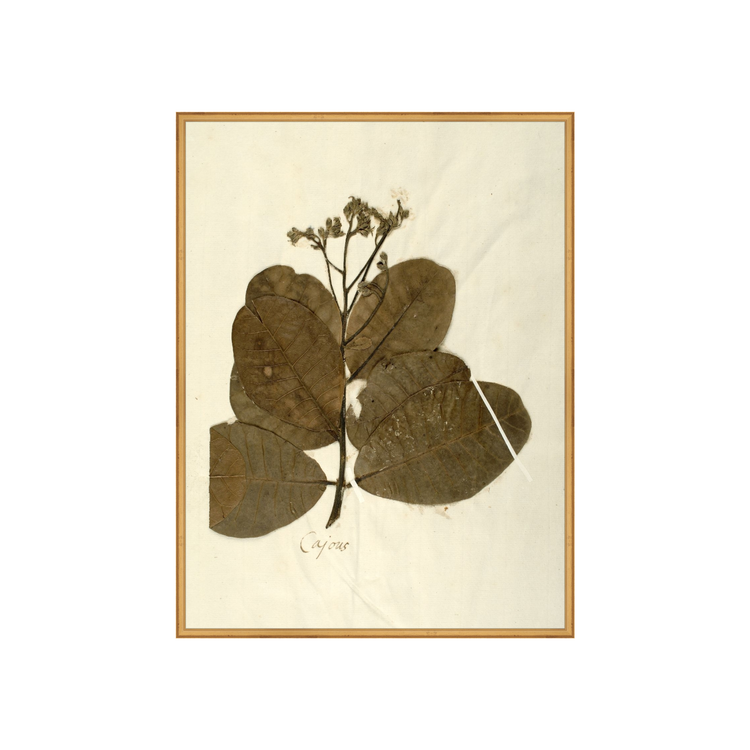 Herbarium IX AIShop