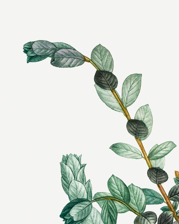 Classic Botanical III