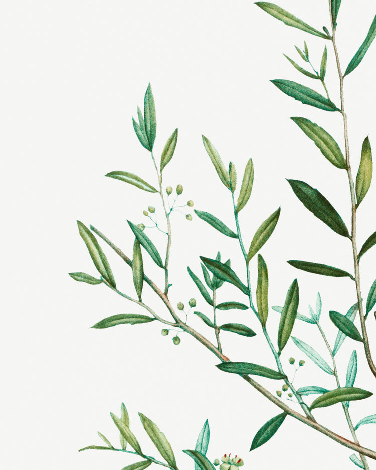 Classic Botanical II