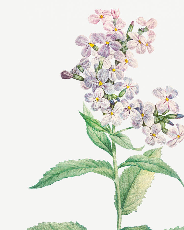 Classic Botanical VI