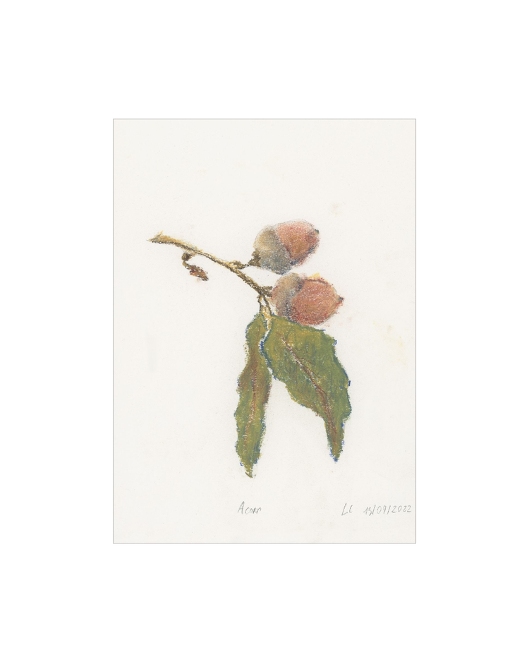 Acorn
