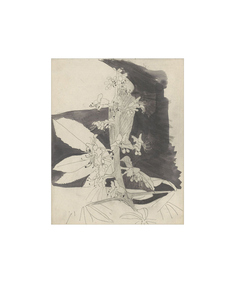 Floral Drawing IV