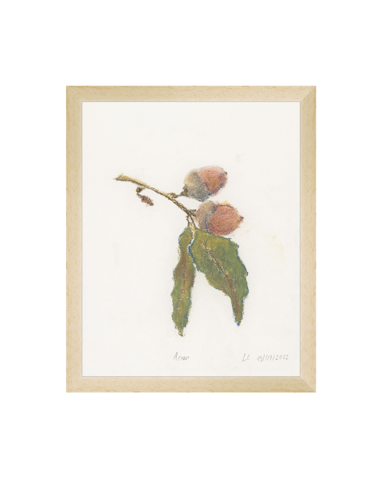 Acorn