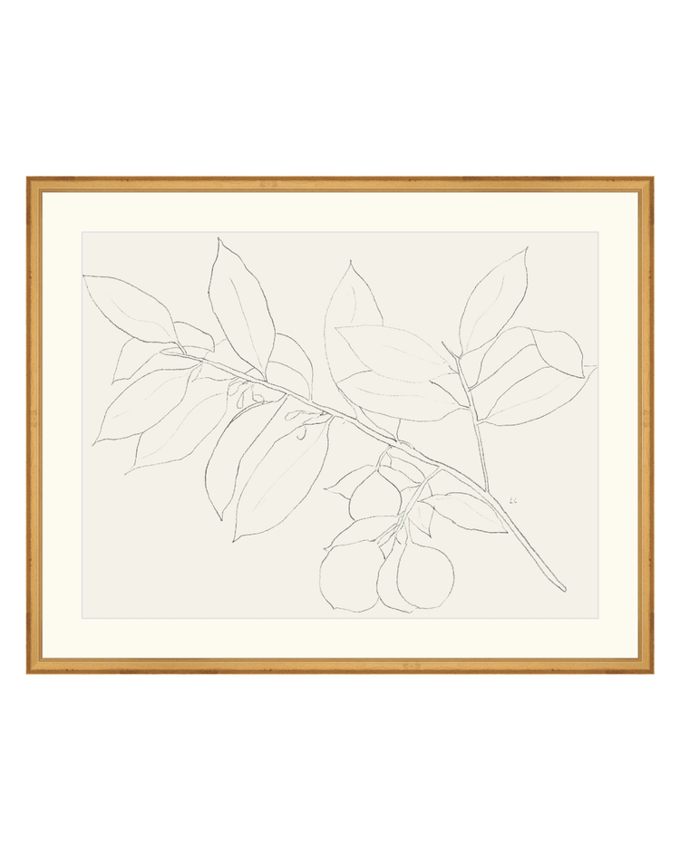 Lemon Branch Drawing