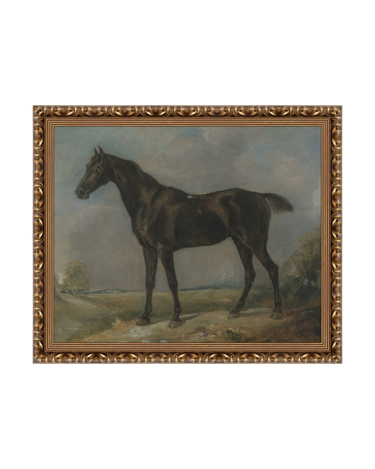 Study of a Horse II