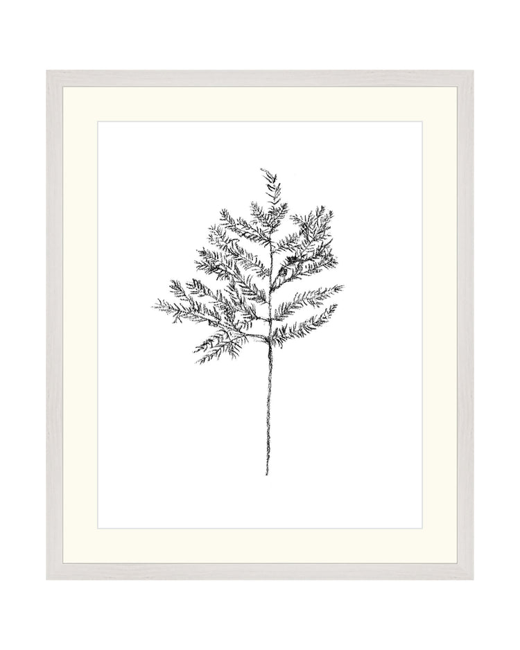 Hemlock Stem