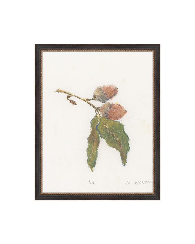 Acorn