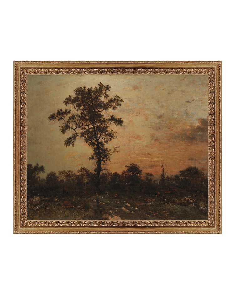 Forest At Dawn