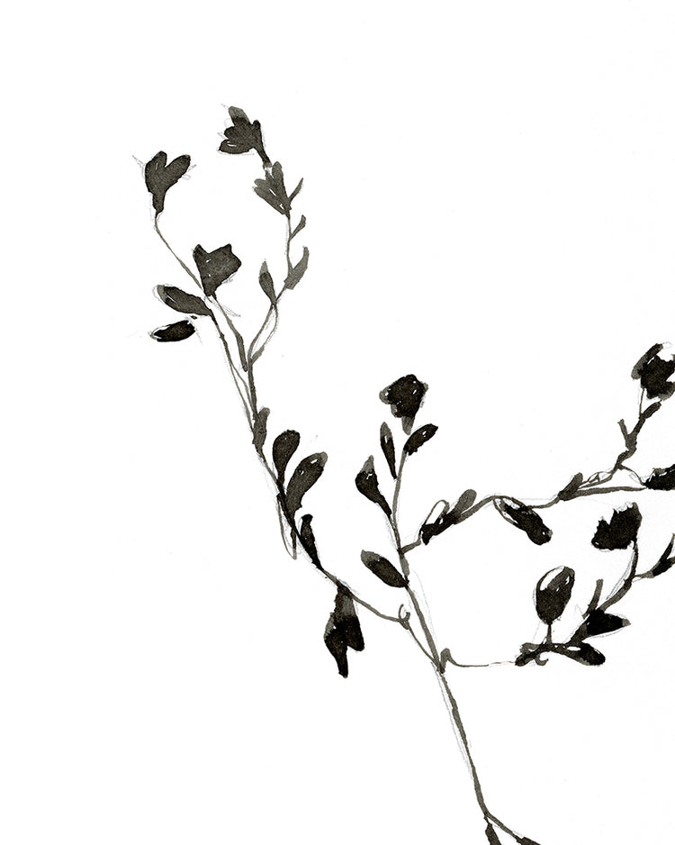 Sketched Botanical