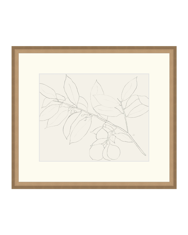 Lemon Branch Drawing