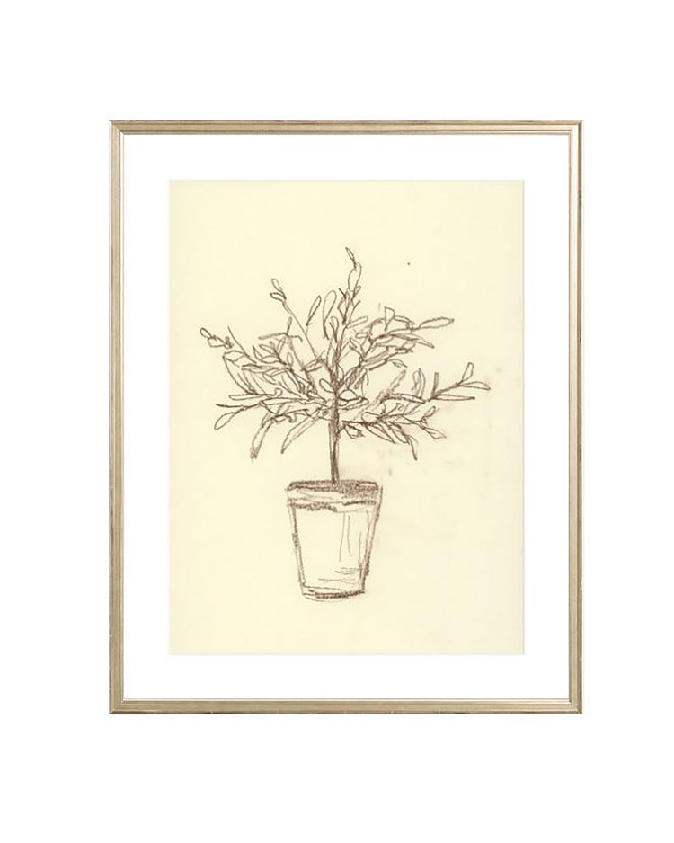 Olive Tree Sketch