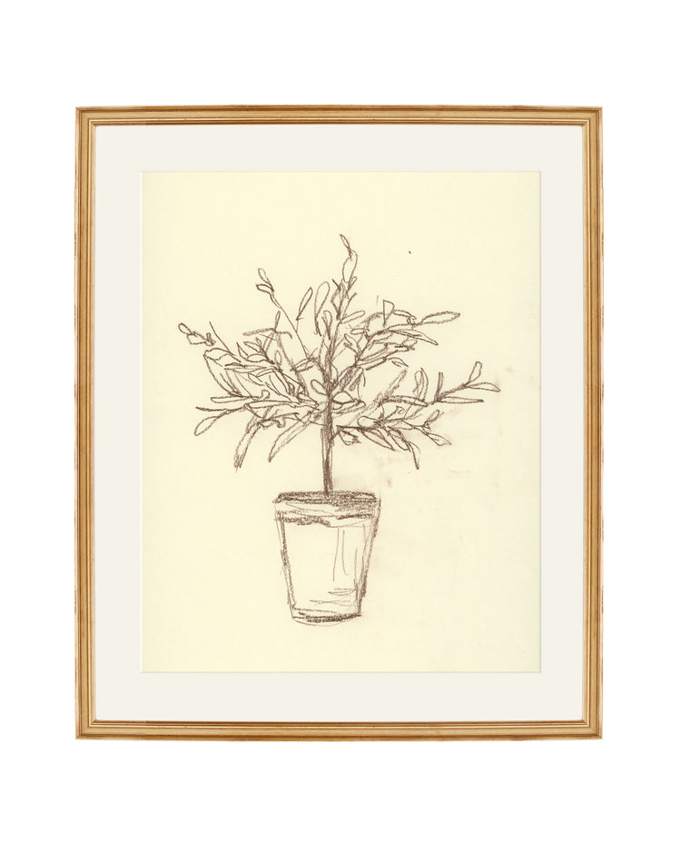 Olive Tree Sketch