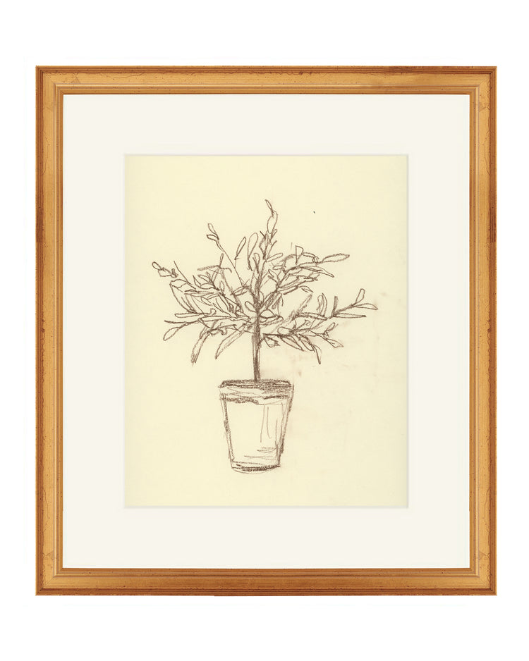 Olive Tree Sketch