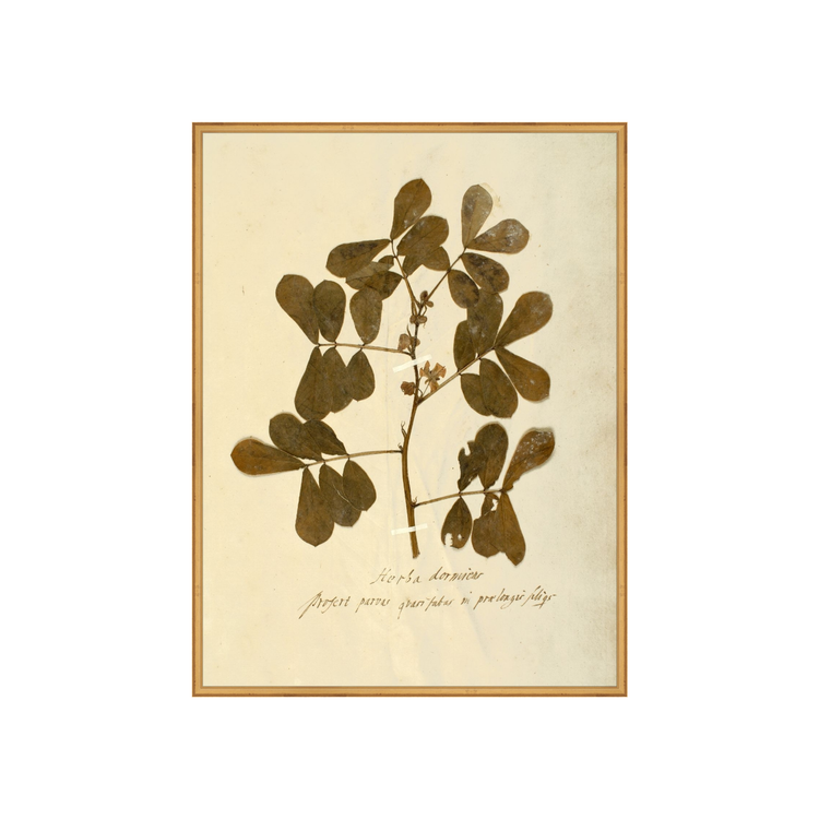 Herbarium XII AIShop