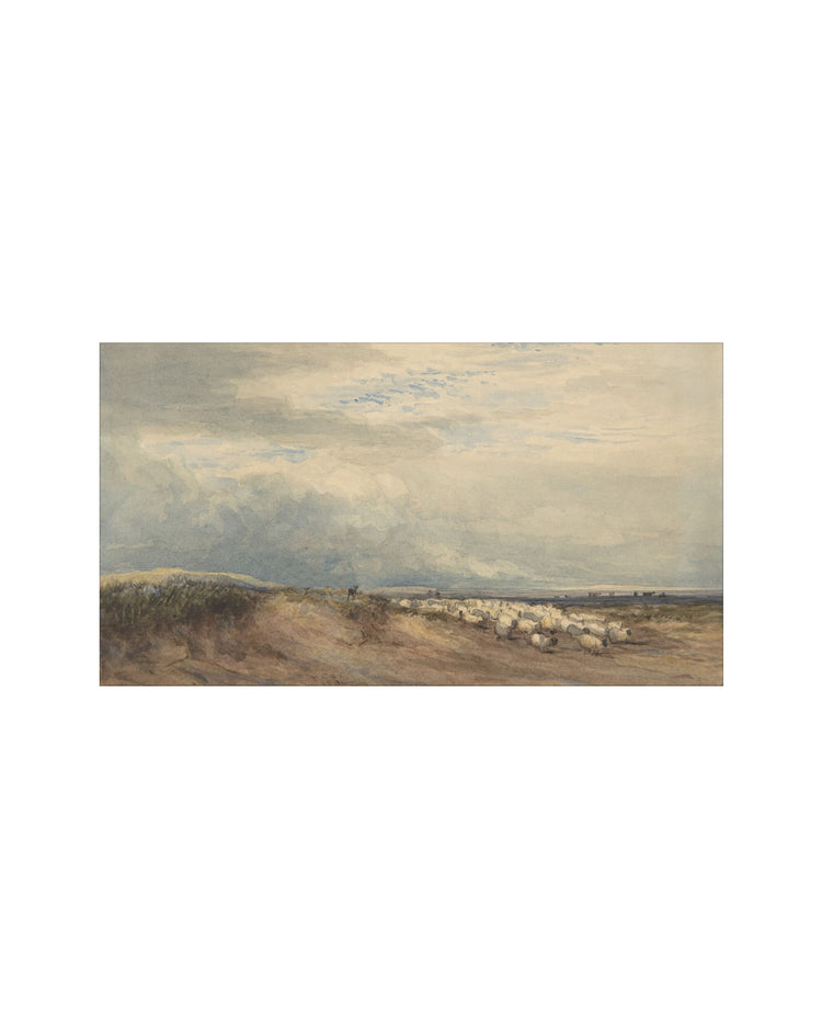 Sheep Field