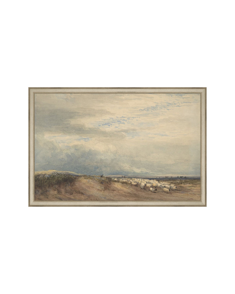 Sheep Field