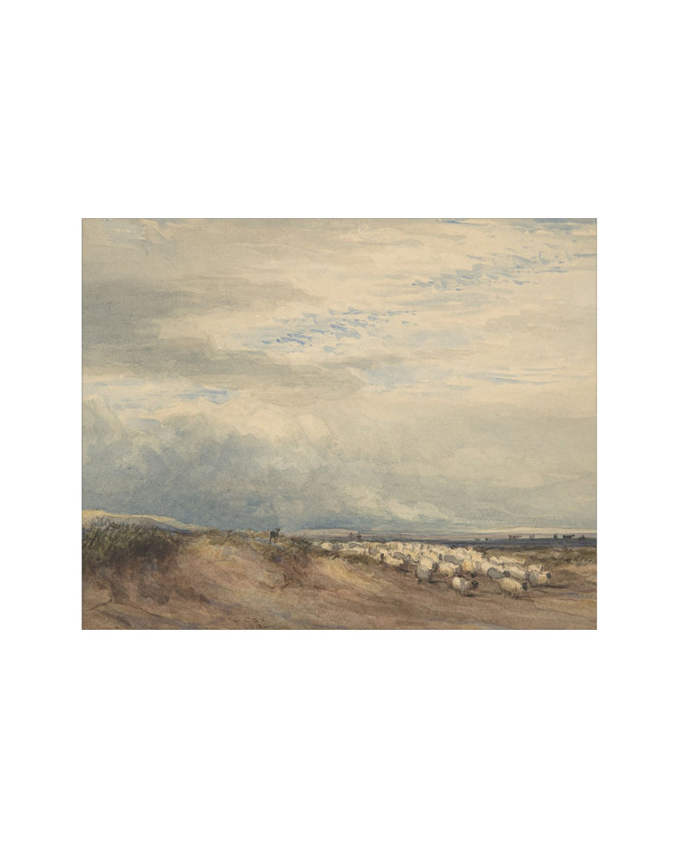 Sheep Field