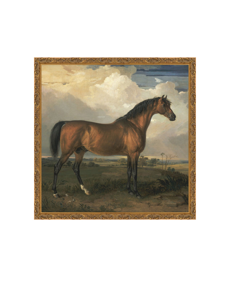 Stallion