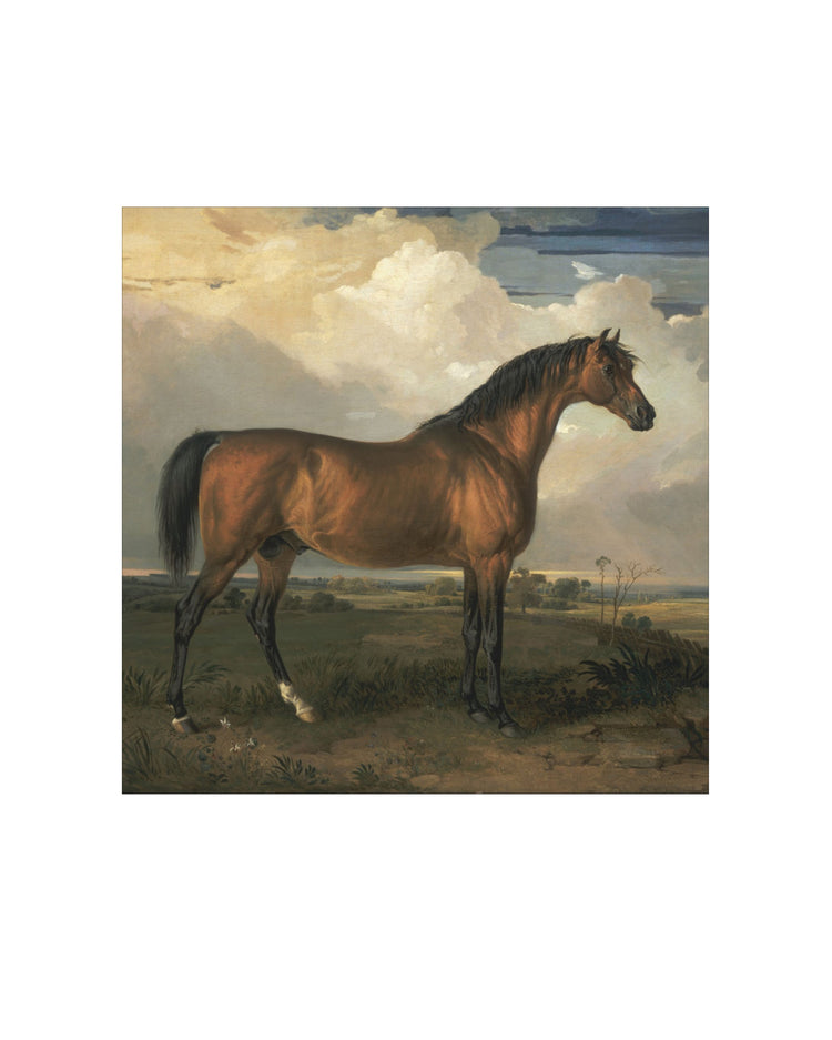 Stallion