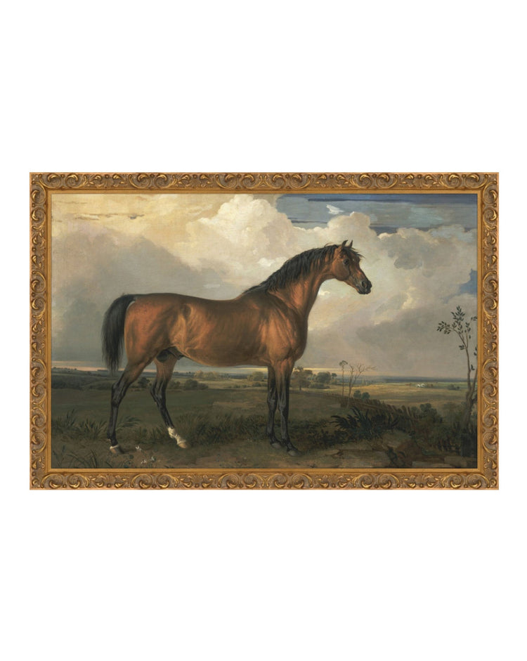 Stallion