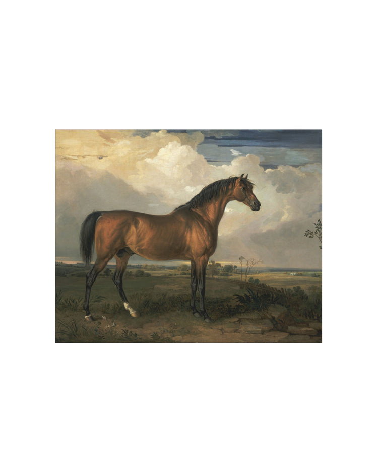 Stallion