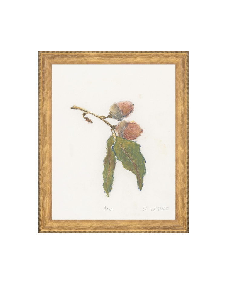Acorn