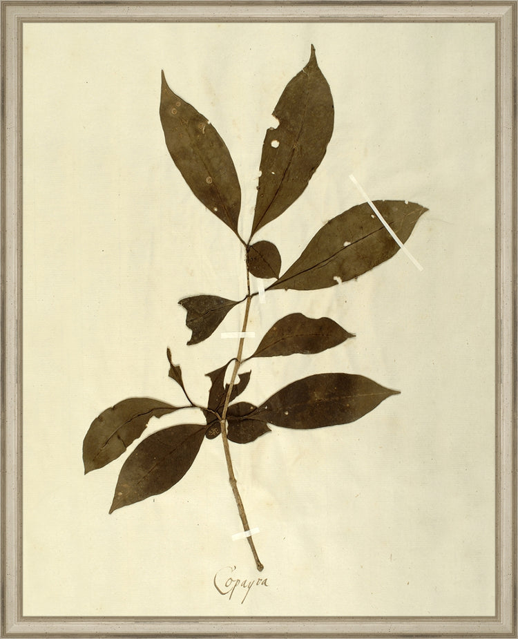 Framed Herbarium III. Frame: Traditional Silver. Paper: Rag Paper. Art Size: 20x16. Final Size: 21'' X 17''