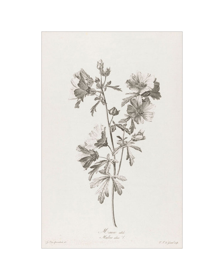 Floral Drawing