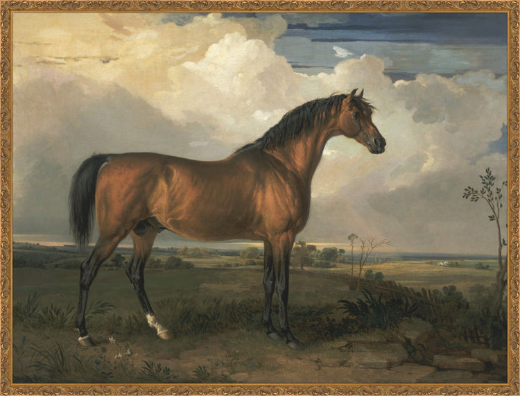 Stallion OAShop 2