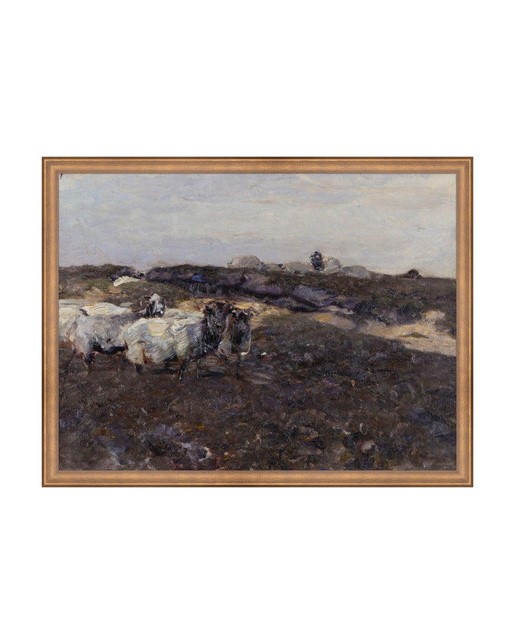 Sheep Flock