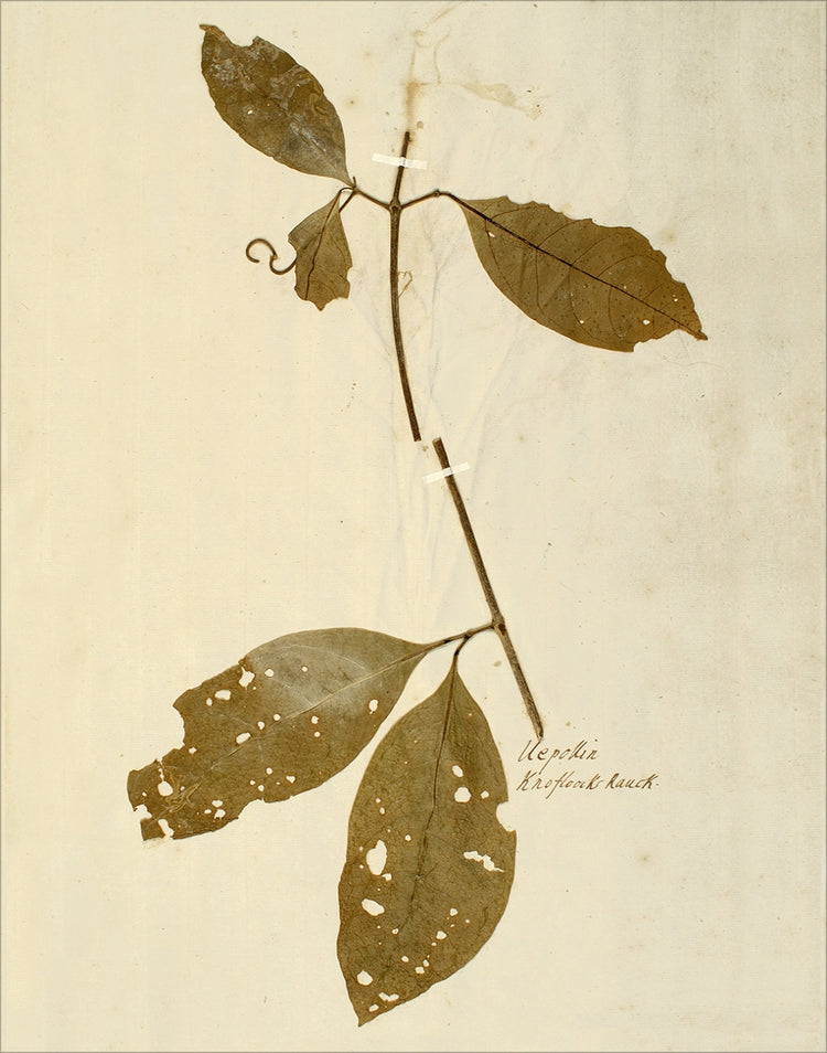 Framed Herbarium IV. Frame: No Frame. Paper: Rag Paper. Art Size: 14x11. Final Size: 14'' X 11''